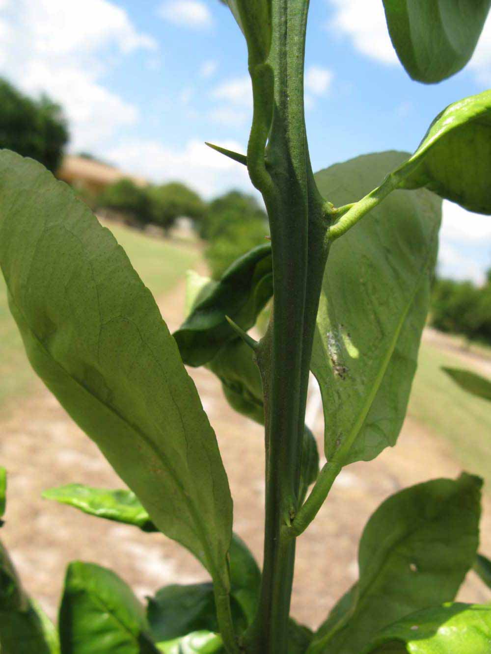            First year twig (Winter Haven, FL)   